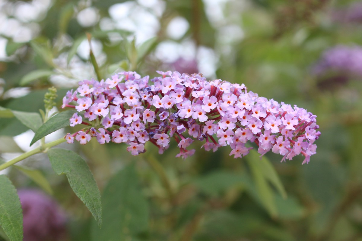 Buddleja davidii Franch.